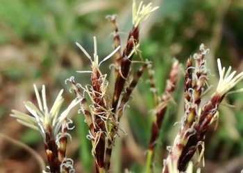 Finger-Segge (Carex digitata L.) - © Bernard Wieser